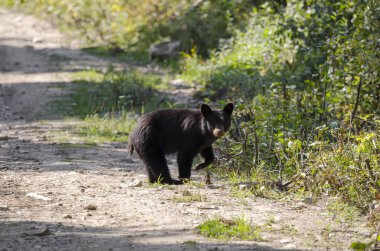 Kanada 'da mavi nehir kıyısında kahverengi ayı