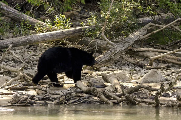 布朗在加拿大蓝河岸边的熊 — 图库照片