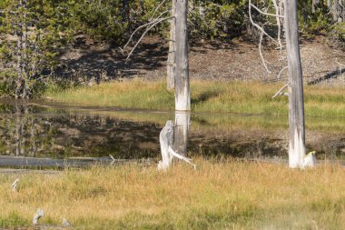 Wyoming Yellowstone Milli Parkı norris gayzer havzası porselen