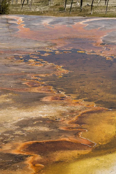 Porcelana Cuenca Del Géiser Norris Parque Nacional Yellowstone Wyoming — Foto de Stock