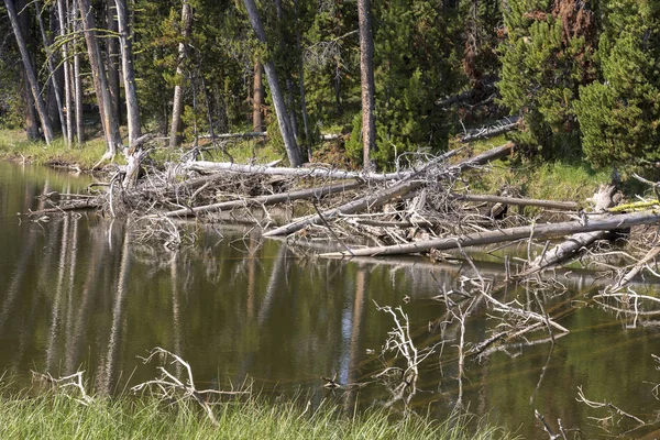 Lac Yellowstone Dans Parc National Yellowstone Dans Wyoming — Photo