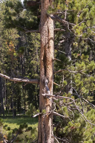 Lac Yellowstone Dans Parc National Yellowstone Dans Wyoming — Photo