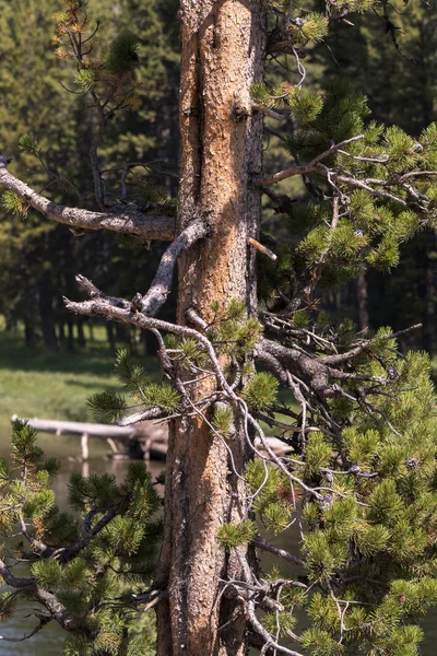 Danau Yellowstone Taman Nasional Yellowstone Wyoming — Stok Foto