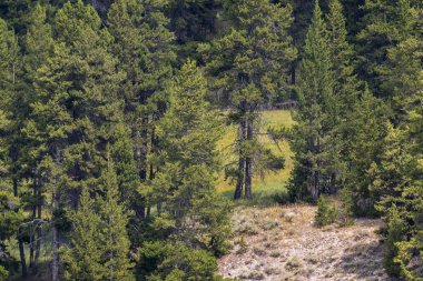Wyoming Yellowstone Milli Parkı'nda Yellowstone orman ağaçları tarafından oluşturulan on beş numara