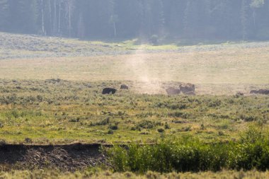 bizon Wyoming yaz aylarında Yellowstone Milli Parkı Lamar Vadisi'nde kürk değiştirmek