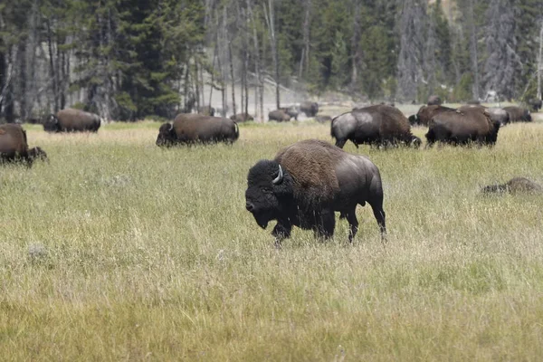 Bisonte Cambiar Piel Valle Lamar Parque Nacional Yellowstone Verano Wyoming —  Fotos de Stock