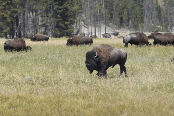 Bisonte Cambiar Piel Valle Lamar Parque Nacional Yellowstone Verano Wyoming —  Fotos de Stock