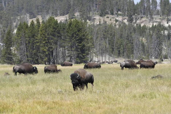 Bison Change Fourrure Dans Vallée Lamar Dans Parc National Yellowstone — Photo