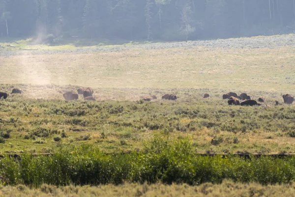 Bison Change Fur Lamar Valley Yellowstone National Park Summer Wyoming — стоковое фото