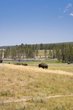 bizon Wyoming yaz aylarında Yellowstone Milli Parkı Lamar Vadisi'nde kürk değiştirmek