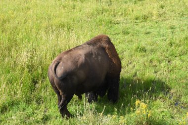 bizon Wyoming yaz aylarında Yellowstone Milli Parkı Lamar Vadisi'nde kürk değiştirmek