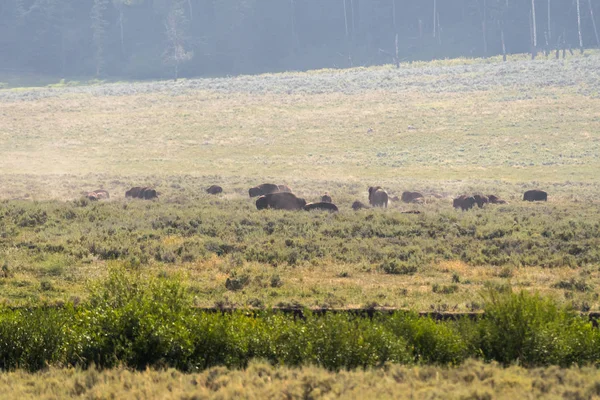 Bison Verander Vacht Lamar Valley Yellowstone National Park Zomer Wyoming — Stockfoto