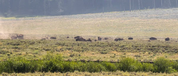 Bison Verander Vacht Lamar Valley Yellowstone National Park Zomer Wyoming — Stockfoto