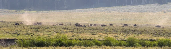Wisente Wechseln Das Fell Lamar Valley Yellowstone Nationalpark Sommer Wyoming — Stockfoto