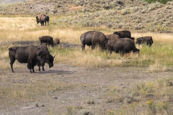 Bison Change Fourrure Dans Vallée Lamar Dans Parc National Yellowstone — Photo