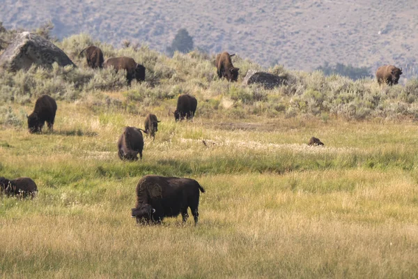 Bisões Mudam Pele Vale Lamar Parque Nacional Yellowstone Verão Wyoming — Fotografia de Stock