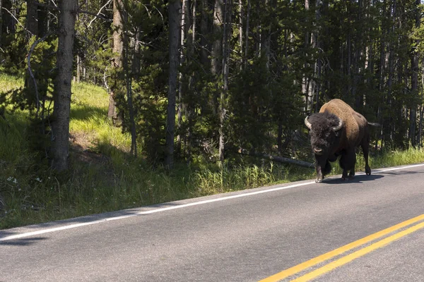 Bison Change Fourrure Dans Vallée Lamar Dans Parc National Yellowstone — Photo