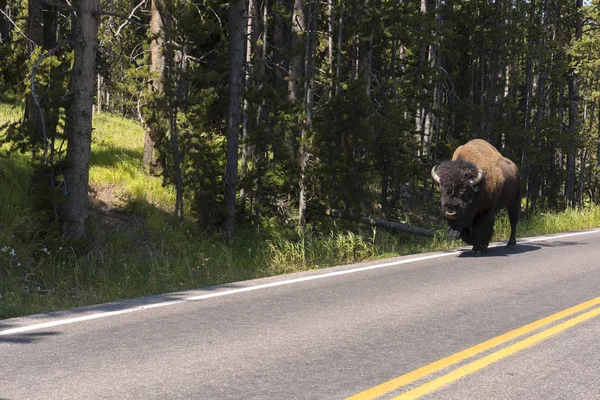 Bison Change Fourrure Dans Vallée Lamar Dans Parc National Yellowstone — Photo