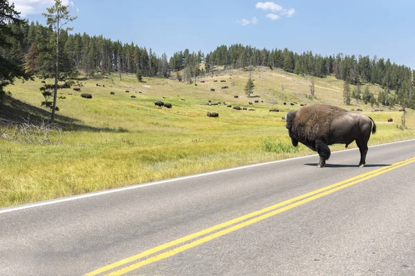 Bison Change Fur Lamar Valley Yellowstone National Park Summer Wyoming — Stock Photo, Image