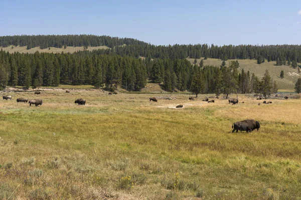 Bison Change Fur Lamar Valley Yellowstone National Park Summer Wyoming — стоковое фото