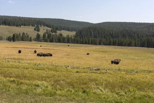 Bison Ändra Päls Lamar Valley Yellowstone National Park Sommaren Wyoming — Stockfoto