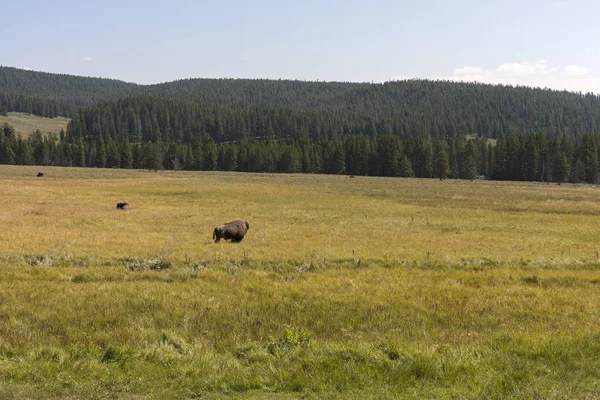 Bison Change Fur Lamar Valley Yellowstone National Park Summer Wyoming — стоковое фото