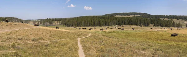 Bisonte Cambiar Piel Valle Lamar Parque Nacional Yellowstone Verano Wyoming — Foto de Stock