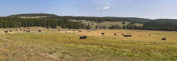 Bisonte Cambiar Piel Valle Lamar Parque Nacional Yellowstone Verano Wyoming — Foto de Stock