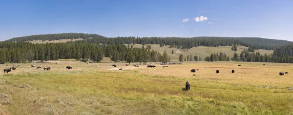 野牛在怀俄明州黄石国家公园的拉马尔谷更换毛皮 — 图库照片