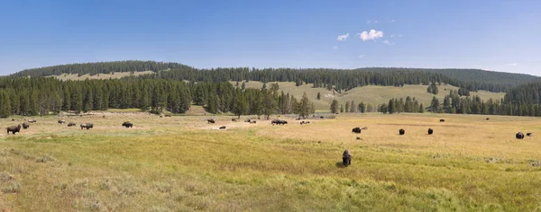 Bizon Wyoming Yaz Aylarında Yellowstone Milli Parkı Lamar Vadisi Nde — Stok fotoğraf