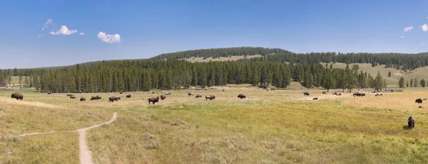 Bisonte Cambiar Piel Valle Lamar Parque Nacional Yellowstone Verano Wyoming — Foto de Stock