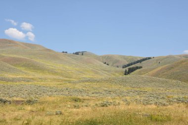 Wyoming yaz aylarında Yellowstone Milli Parkı Lamar Vadisi'nde narure manzara
