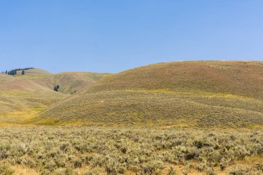Wyoming yaz aylarında Yellowstone Milli Parkı Lamar Vadisi'nde narure manzara