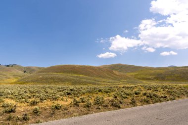 Wyoming yaz aylarında Yellowstone Milli Parkı Lamar Vadisi'nde narure manzara