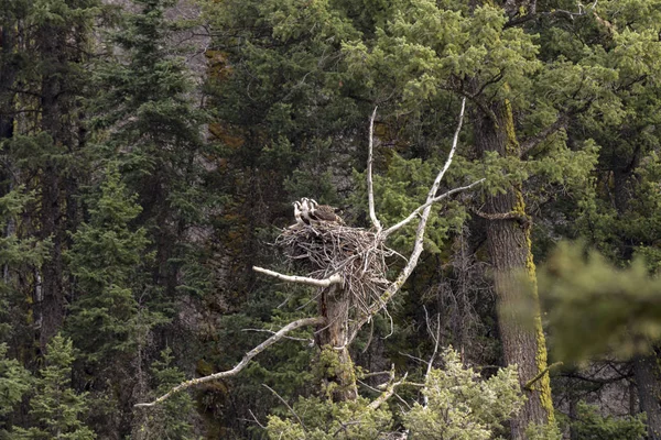 Nido Águila Con Polluelos Parque Nacional Yellowstone Wyoming —  Fotos de Stock