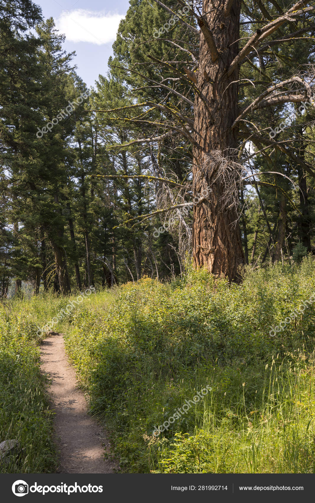 Landscape Trees Trout Lake Lamar Valley Yellowstone National Park