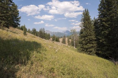 Wyoming Yellowstone Milli Parkı Lamar Vadisi'nde Alabalık Gölü'nde manzara ve ağaçlar 
