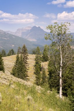 Wyoming Yellowstone Milli Parkı Lamar Vadisi'nde Alabalık Gölü'nde manzara ve ağaçlar 