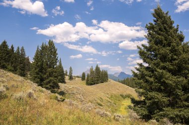 Wyoming Yellowstone Milli Parkı Lamar Vadisi'nde Alabalık Gölü'nde manzara ve ağaçlar 