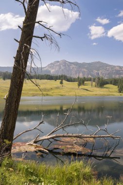 Wyoming Yellowstone Milli Parkı Lamar Vadisi'nde Alabalık Gölü'nde manzara ve ağaçlar 