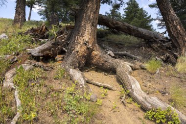 Wyoming Yellowstone Milli Parkı Lamar Vadisi'nde Alabalık Gölü'nde manzara ve ağaçlar 
