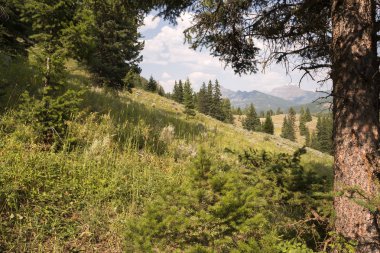 Wyoming Yellowstone Milli Parkı Lamar Vadisi'nde Alabalık Gölü'nde manzara ve ağaçlar 