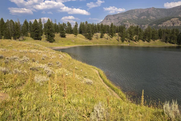 Wyoming Yellowstone Milli Parkı Lamar Vadisi'nde Alabalık Gölü'nde manzara ve ağaçlar 