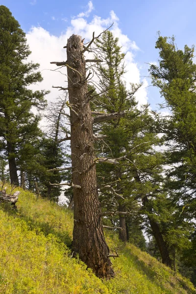 Landscape Trees Trout Lake Lamar Valley Yellowstone National Park Wyoming — Stock Photo, Image