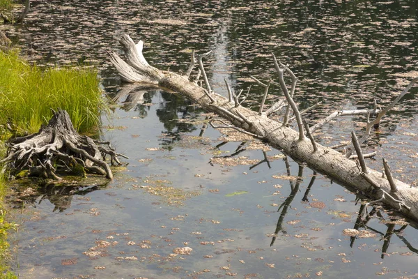 Landscape Trees Trout Lake Lamar Valley Yellowstone National Park Wyoming — Stock Photo, Image