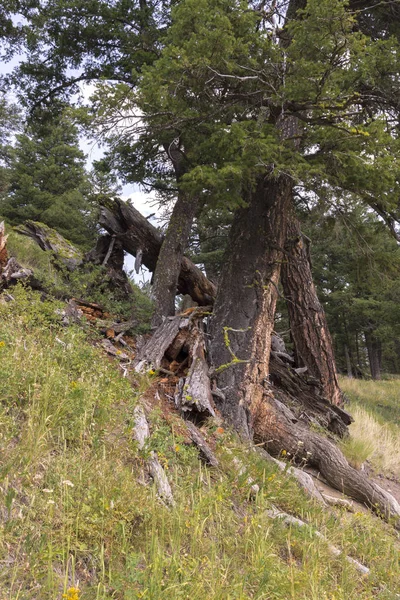 Paisagem Árvores Trout Lake Lamar Valley Yellowstone National Park Wyoming — Fotografia de Stock