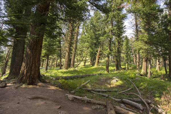 Paysage Arbres Lac Trout Dans Vallée Lamar Dans Parc National — Photo