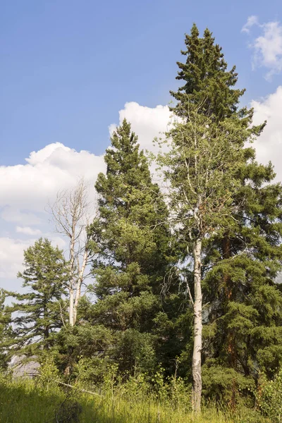 Landscape Trees Trout Lake Lamar Valley Yellowstone National Park Wyoming — Stock Photo, Image