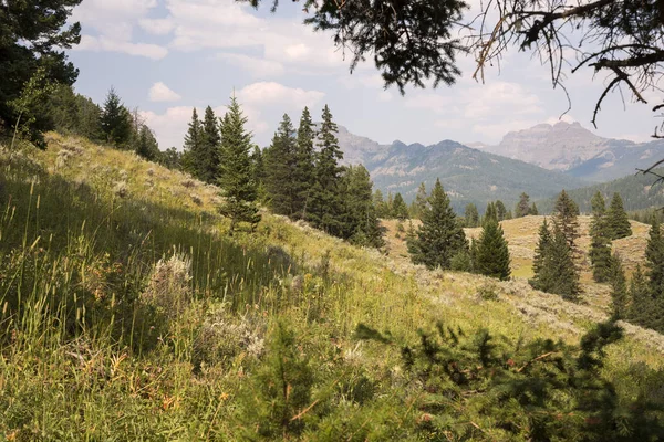 怀俄明州黄石国家公园拉马尔谷的特劳特湖景观和树木 — 图库照片
