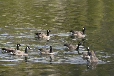 Wyoming Yellowstone Milli Parkı Lamar Vadisi'nde Alabalık Gölü'nde Kanadalı kazlar 